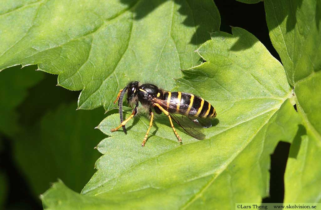 Nordgeting, Dolichovespula norwegica